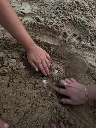 Pineto - Nell’Area Marina  Protetta Torre del Cerrano sono tornate a nidificare le tartarughe